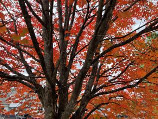 fall foliage