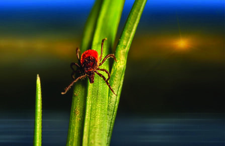 Know what ticks look like and what diseases they might spread.